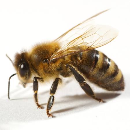 pszczoły, muchy, miód Tomo Jesenicnik - Dreamstime