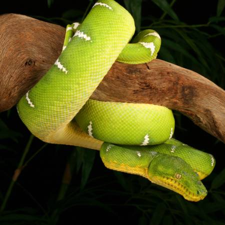 wąż, dziki, dziewiczość, gałąź, zielony Johnbell - Dreamstime