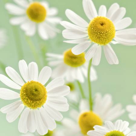 kwiaty, kwiat, biały, żółty Italianestro - Dreamstime