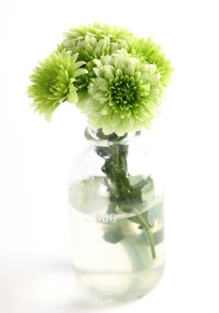 roślina, kwiat, zielony, woda, rura, wazon Kerstin Aust - Dreamstime
