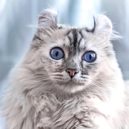 kot, oczy, zwierząt Eugenesergeev - Dreamstime