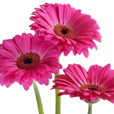 kwiaty, kwiat, różowy, fioletowy Tatjana Baibakova - Dreamstime