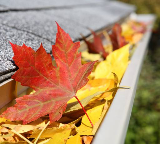 liść, liście, drenaż, dach Suzanne Tucker (Soupstock)
