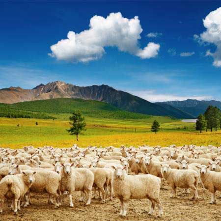 owiec, owce, natura, góry, niebo, chmury, stada Dmitry Pichugin - Dreamstime