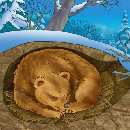 niedźwiedź, zima, sen, zimno, natura Alexander Kukushkin - Dreamstime