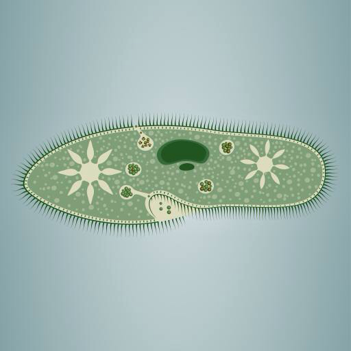 ślad, algi, zielony, gwiazda, mikroskopowe tkanek Vladimir Zadvinskii (Vladimiraz)