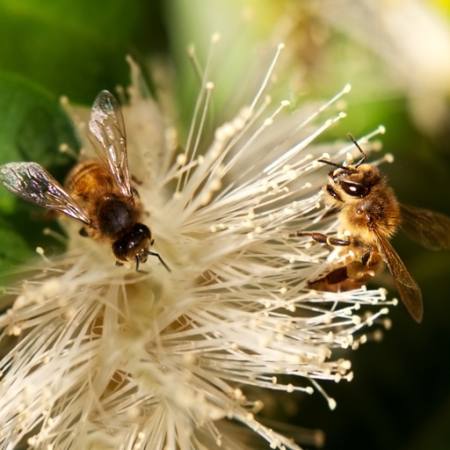 pszczoły, natura, Pszczoła, polen, kwiat Sheryl Caston - Dreamstime