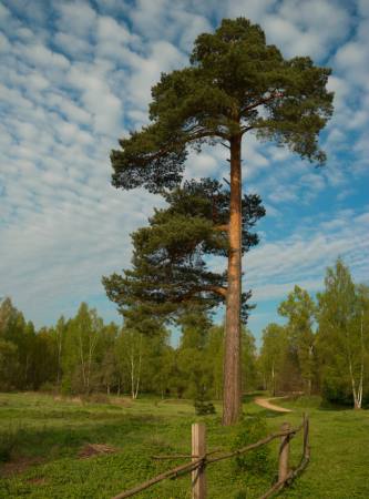 drzewa, ogród, pole, natura, ogrodzenia, drogi, zieleń Konstantin Gushcha - Dreamstime