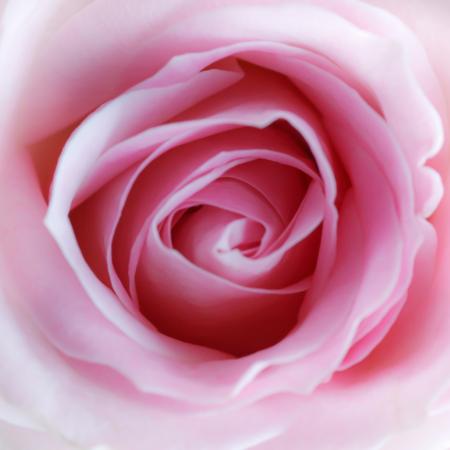 kwiat, różowy Misterlez - Dreamstime