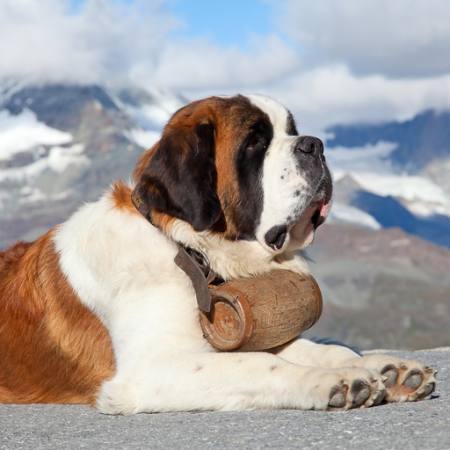 pies, beczka, góry Swisshippo - Dreamstime