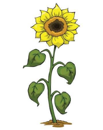 żółty, rośnie, kwiat, zielony, roślina Dedmazay - Dreamstime