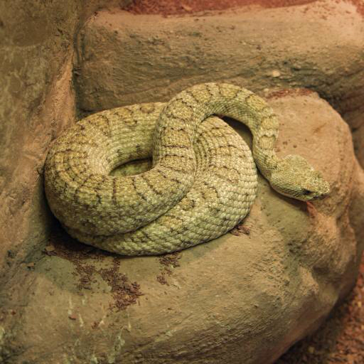 wąż, zwierzę, dziki, rock, skały John Lepinski (Acronym)
