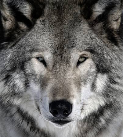 wilk, zwierzę, dziki, pies Alain - Dreamstime