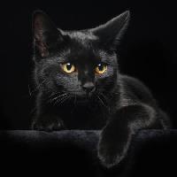 Pixwords Obraz z kot, zwierzę Svetlana Petrova - Dreamstime