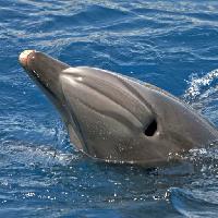 Pixwords Obraz z zwierząt morskich, delfinów, wielorybów Avslt71