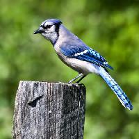 Pixwords Obraz z ptak, drzewo, pień, niebieski Wendy Slocum - Dreamstime