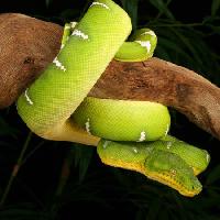 wąż, dziki, dziewiczość, gałąź, zielony Johnbell - Dreamstime