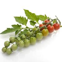 Pixwords Obraz z owoce, warzywa, pomidory, pomidor, zielony, czerwony, liście, żywności Svetlana Foote (Saddako123)