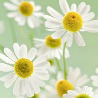 Pixwords Obraz z kwiaty, kwiat, biały, żółty Italianestro - Dreamstime