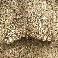 Pixwords Obraz z motyl, owady, drzewa, kora Wilm Ihlenfeld - Dreamstime