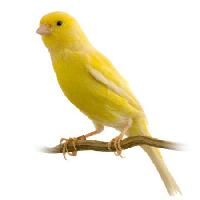 Pixwords Obraz z ptaków, żółty Isselee - Dreamstime