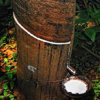 drewno, drzewo, mleko Anatoli Styf - Dreamstime