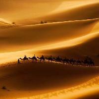 piasek, pustynia, wielbłądy, natura Rcaucino