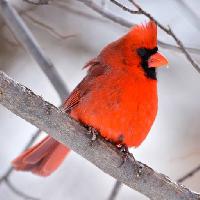 Pixwords Obraz z ptak, czerwony, zwierzę, dziki (Markwatts104)