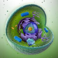 Pixwords Obraz z Biologia, wewnątrz rdzenia, obiekt, owady, małe, okrągłe Mopic - Dreamstime