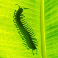 Pixwords Obraz z ślimakowe, Motyl, zielony, liść, nogi Mrfiza
