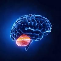 Pixwords Obraz z mózg, móżdżek, głowa, Ludzki, mózg Woodooart