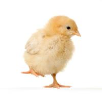 Pixwords Obraz z kurczak, zwierzę, jajko, żółty Isselee - Dreamstime