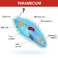 Paramecium, mikrojąderkowy Designua