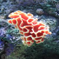 Pixwords Obraz z woda, koral, pływak, pływające, czerwony, gąbka Sunju1004 - Dreamstime