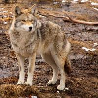 wilk, zwierzę, pies, dzikie Denis Pepin - Dreamstime