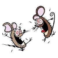 myszy, myszy, szalony, szczęśliwy, dwie Donald Purcell - Dreamstime