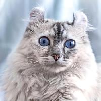Pixwords Obraz z kot, oczy, zwierząt Eugenesergeev - Dreamstime