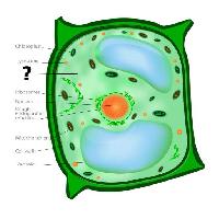 Pixwords Obraz z komórka, komórkowy, zielony, pomarańczowy, chloroplasty, jądro, wodniczka Designua