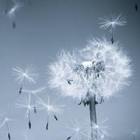 Pixwords Obraz z kwiat, latać, niebieski, niebo, nasiona Mouton1980 - Dreamstime