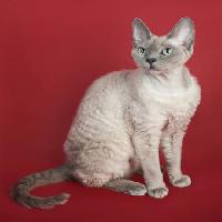 Pixwords Obraz z kot, zwierzę Marta Holka - Dreamstime