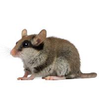 mysz, szczur, zwierząt Isselee - Dreamstime