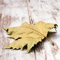 Pixwords Obraz z liści, jesień, stary, martwy, natura Grantotufo - Dreamstime