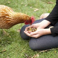 Pixwords Obraz z z kurczaka, ręce, jeść, jedzenie, trawa, zielony Gillian08 - Dreamstime