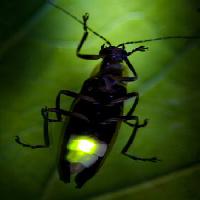Pixwords Obraz z owad, zwierzę, dziki, dziewiczość, mały, liści, zielony Fireflyphoto - Dreamstime