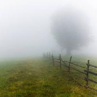 mgła, pole, drzewo, płot, zielony, trawa Andrei Calangiu - Dreamstime