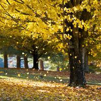 drzewo, drzewa, jesień, liście, żółty Daveallenphoto