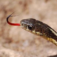 Pixwords Obraz z wąż, zwierzę, dziki Gerald Deboer (Jerryd)