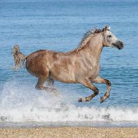 koń, woda, morze, plaża, zwierzę Regatafly