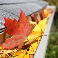 liść, liście, drenaż, dach Suzanne Tucker (Soupstock)
