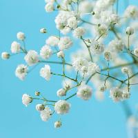 białe, drzewa kwitną, kwiat, kwiaty Melica